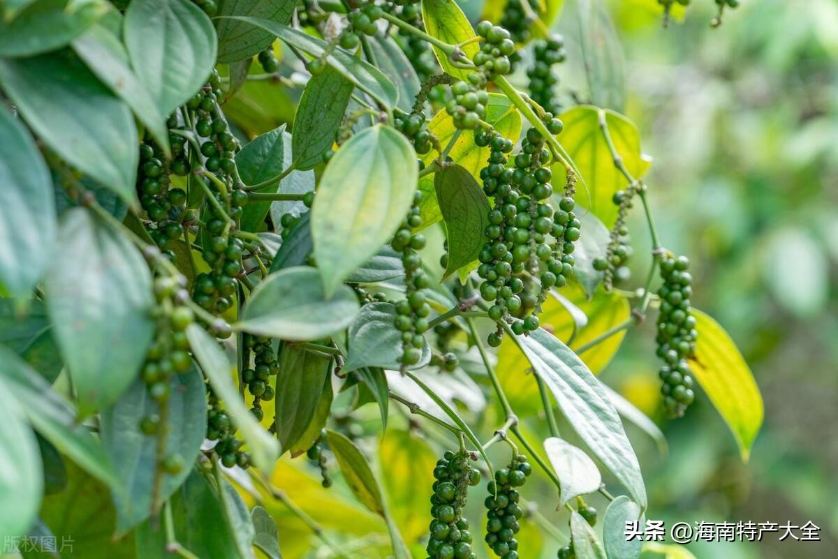 海南目前胡椒收购价格,海南胡椒价格