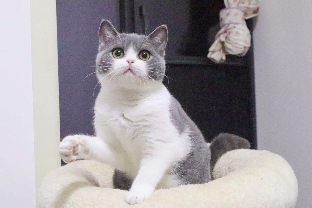 英短猫多少钱一只银渐层,英短猫多少钱一只邢台