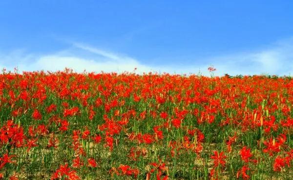 百合品种山丹丹,百合山丹丹花