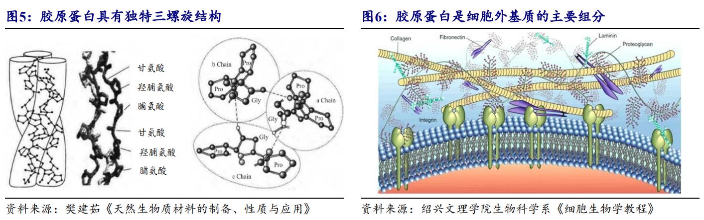 鑳跺師铔嬬櫧鍥藉唴宸蹭笂甯傜殑鍏,鑳跺師铔嬬櫧鑳藉惁鎴愪负璺ㄨ秺鍛ㄦ湡鍘熸枡