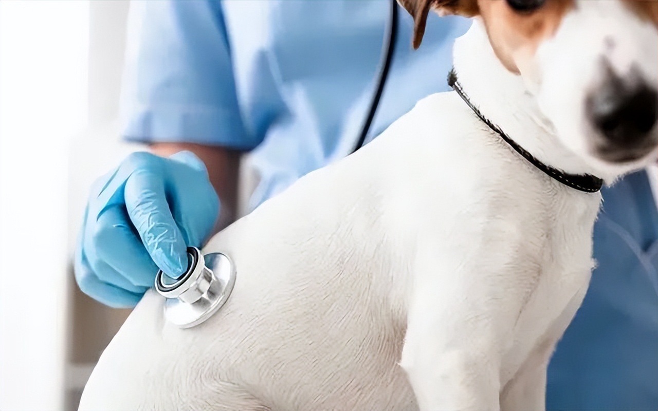 一月狗狗晚上总哼哼是饿了吗,狗狗肚子里咕噜咕噜响是怎么回事