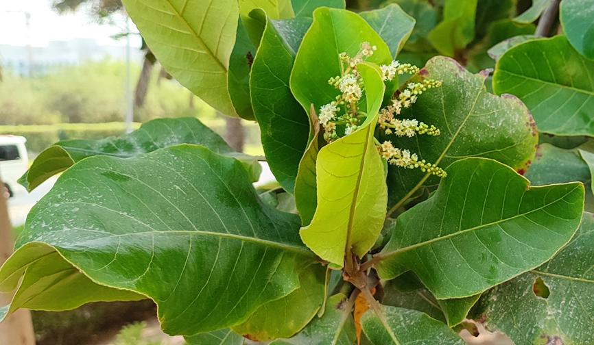 迪拜适合养什么植物,迪拜常见花草