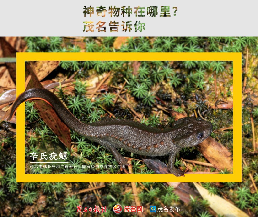浙江神奇物种,茂名发现新物种