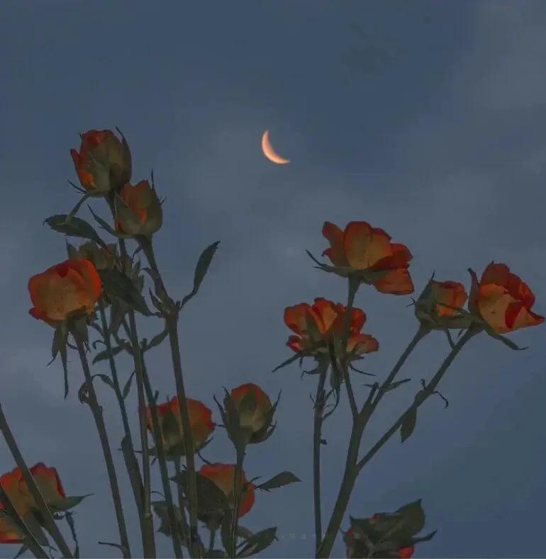 下次见你一定谈笑风生不动情,下次再见只想谈笑风生不动情