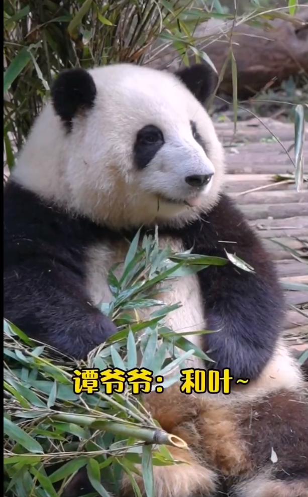 花花：接住谭爷爷给的小苹果，仿佛接住了整个世界。