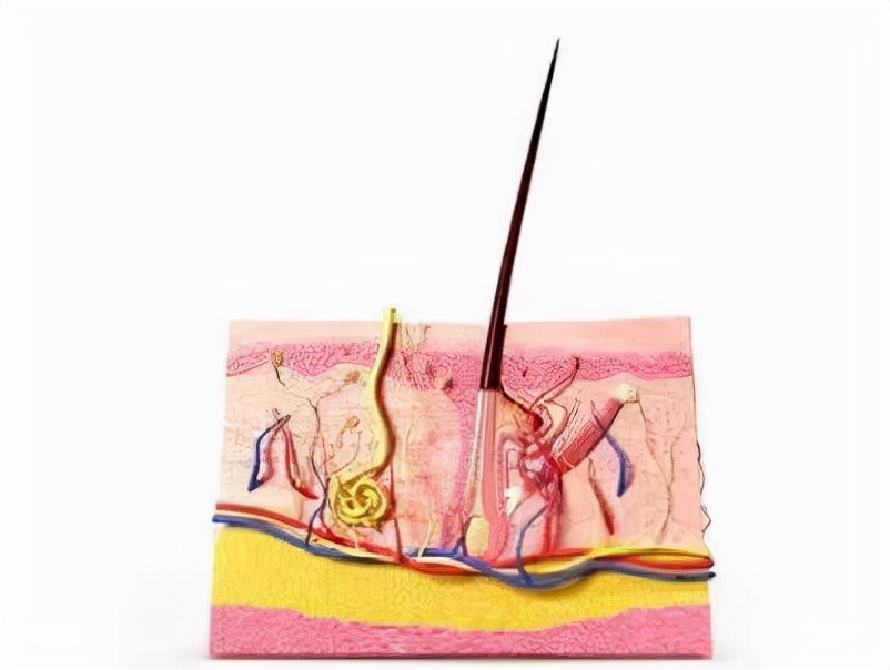 仁和生姜洗发水防脱发生发增发,生姜洗发水真的生发防脱发么