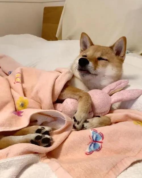 狗狗为什么爱趴在主人胸前睡觉,狗狗不愿意和主人睡