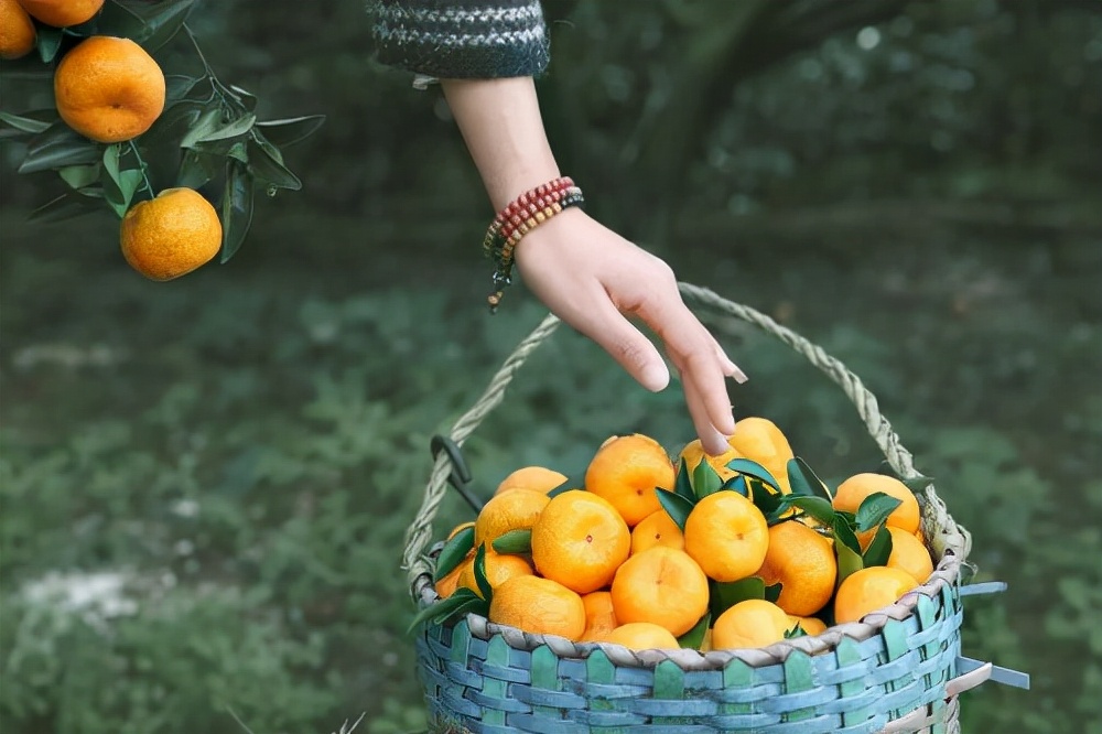 丑桔蜜桔,南丰蜜柑沙糖橘