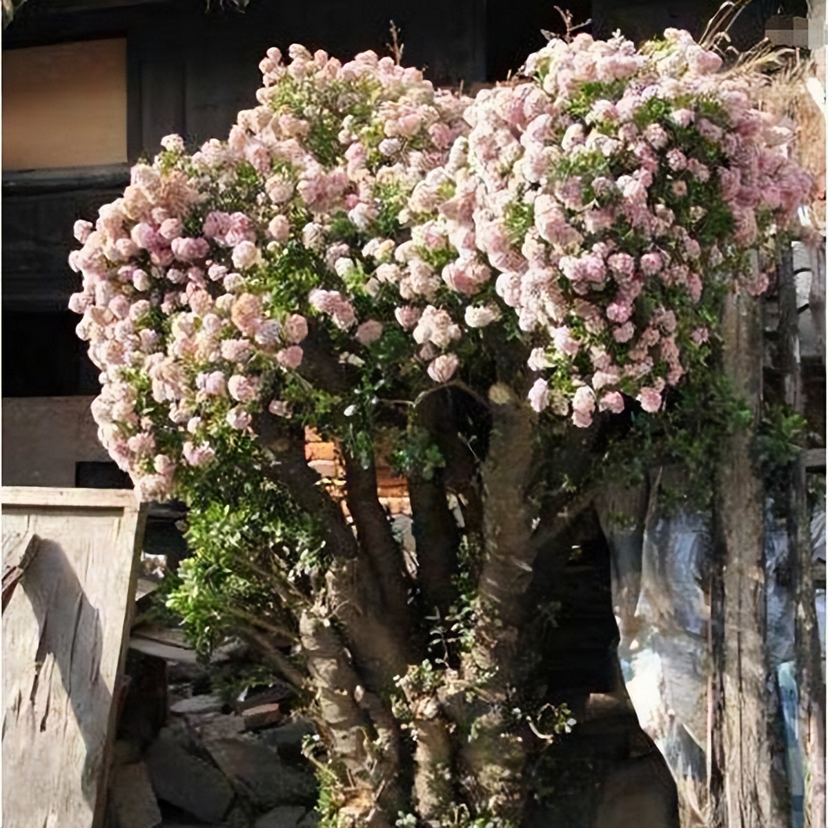 抗冻开花寓意旺家的盆栽植物花卉,旺家四季开花耐寒耐热植物