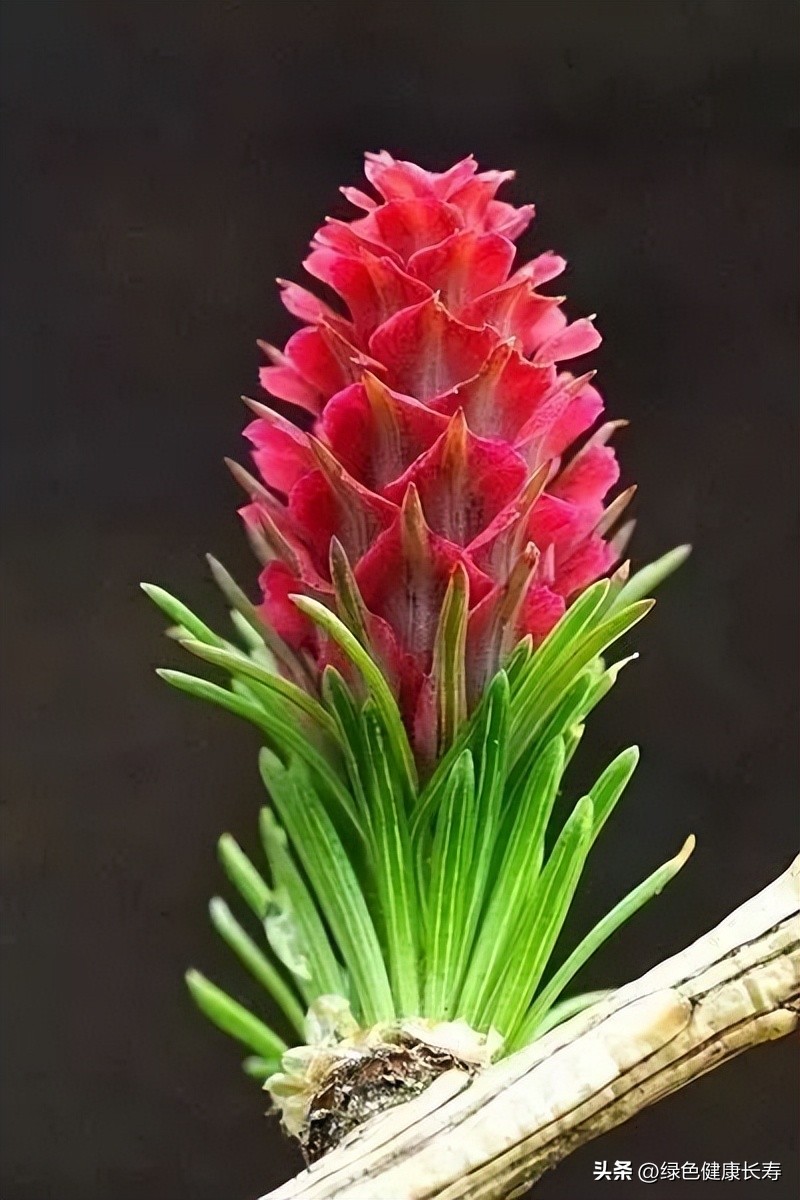 最漂亮的松树开花图片,哪种松树开花好看