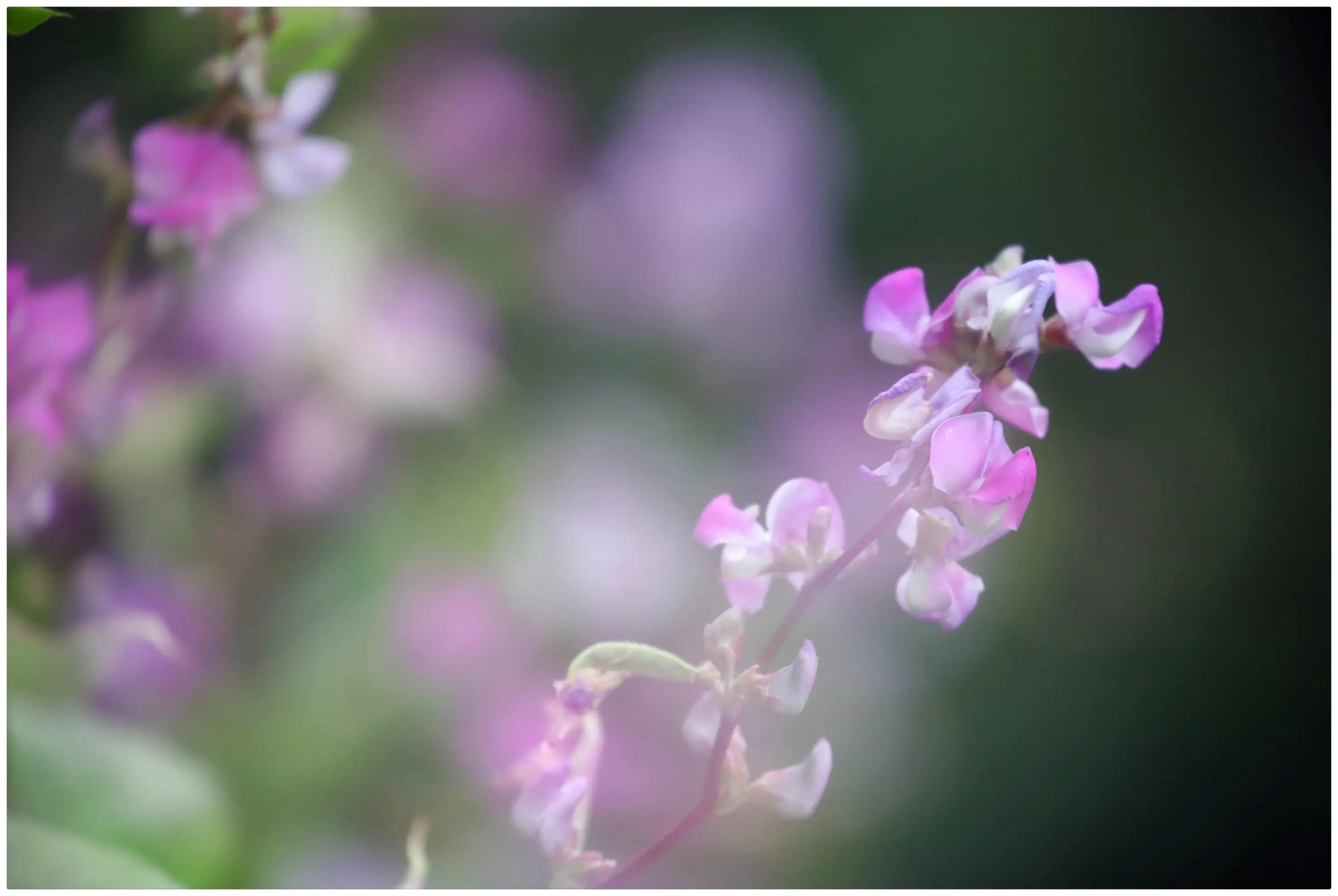 十二首“豆花”诗词，一类在农村里象征丰收的朴素花儿，一样很美