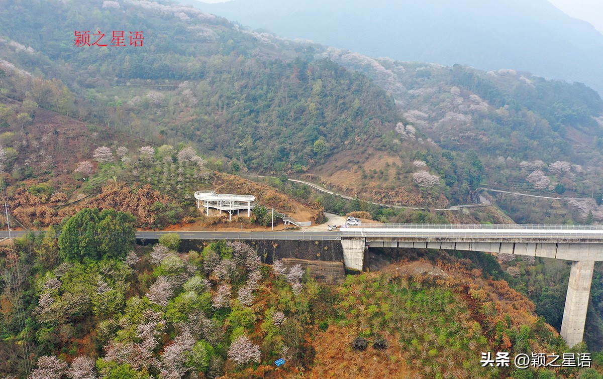 3月份看樱花去哪里看最好,三月中旬最值得去欣赏的樱花最美