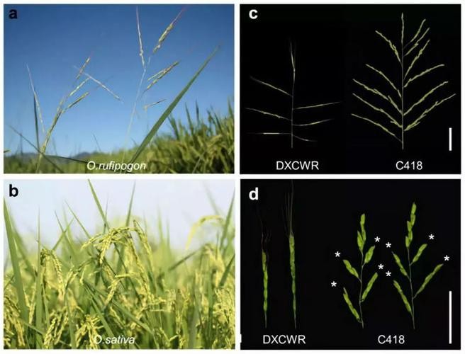 米糠营养价值研究,农业技术益处