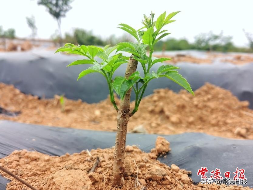 【创新突破产业突围】筑好“黄金巢”引得“金凤凰”4860万元产业园项目落地临澧县桂花村