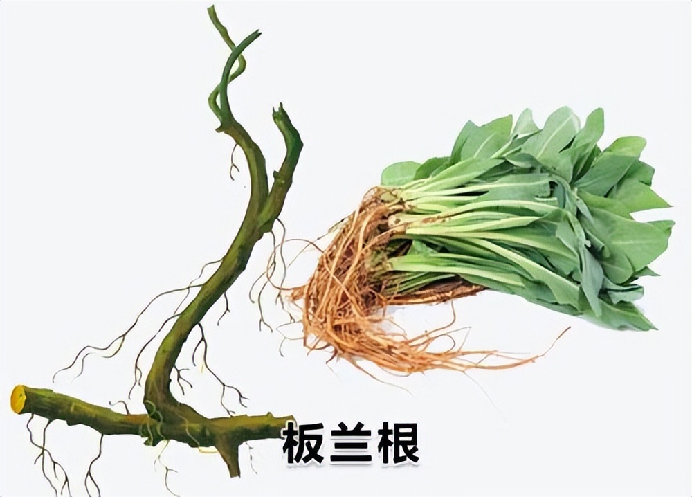 倪海厦讲经方治病毒性心肌炎,中医治疗病毒性心肌炎名医名方