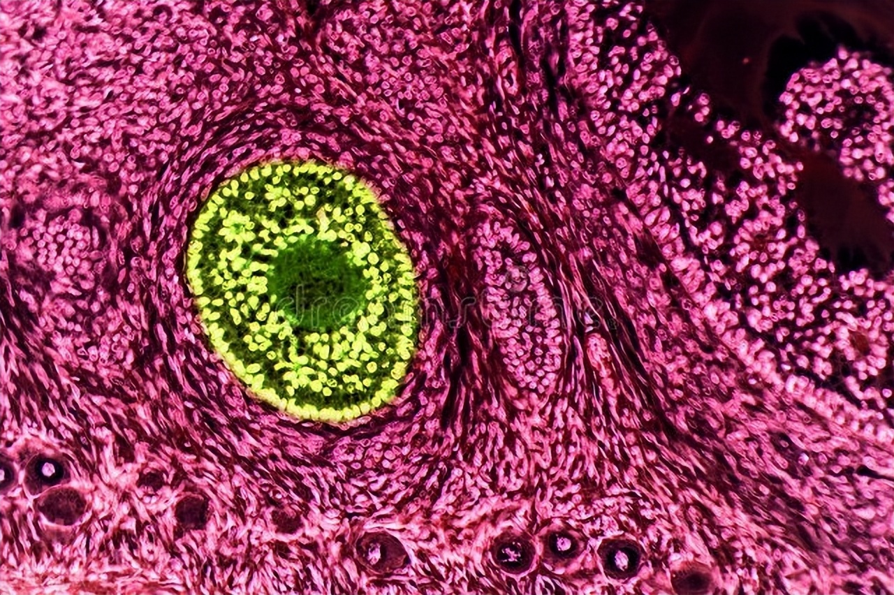 有发育卵泡是不是就能受孕,不孕不育知识讲解