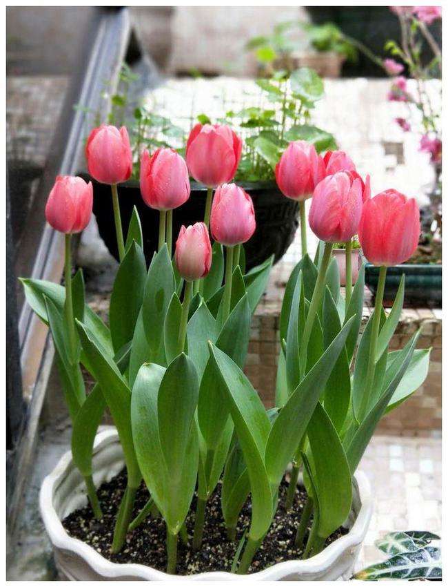 这3种花漂亮又好养1年能开300多天,5种花超好养漂亮上档次