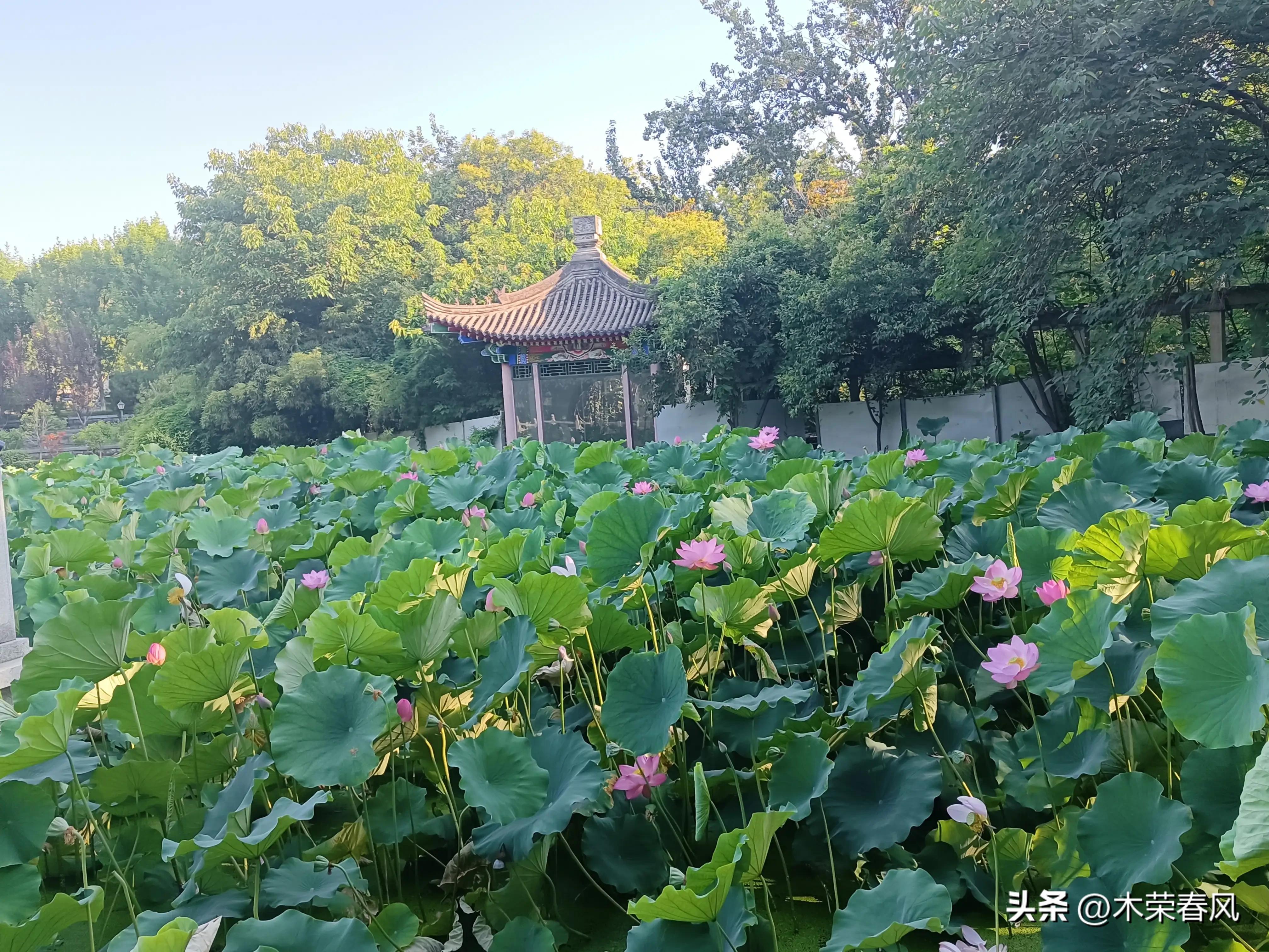 莲湖公园看荷花几点合适,莲湖公园荷花怎么走