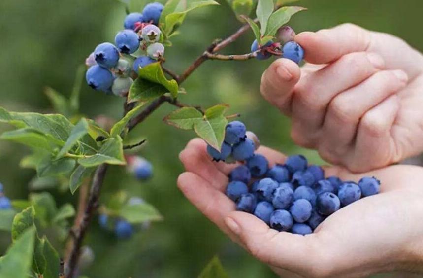 每天吃一盒蓝莓会胖吗,每天一盒蓝莓是否有助于视力