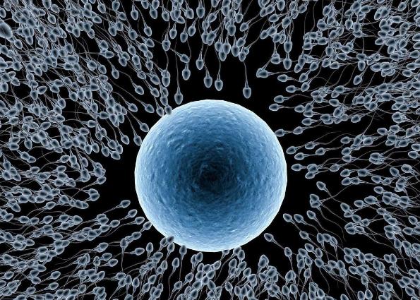 进入女性体内后,没“受精”成功的精子都去哪儿了?既好笑又心疼