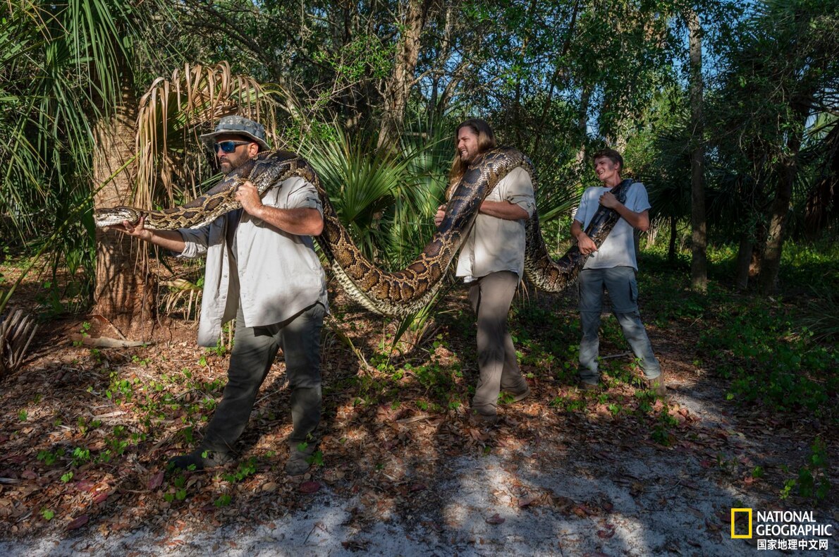 目前已发现最大的蟒蛇,目前发现最大的蟒蛇有多大