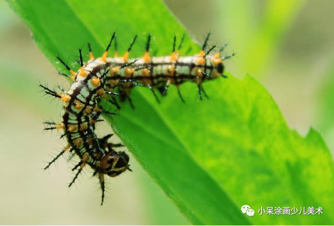 毛毛虫的故事,毛毛虫动画片全集