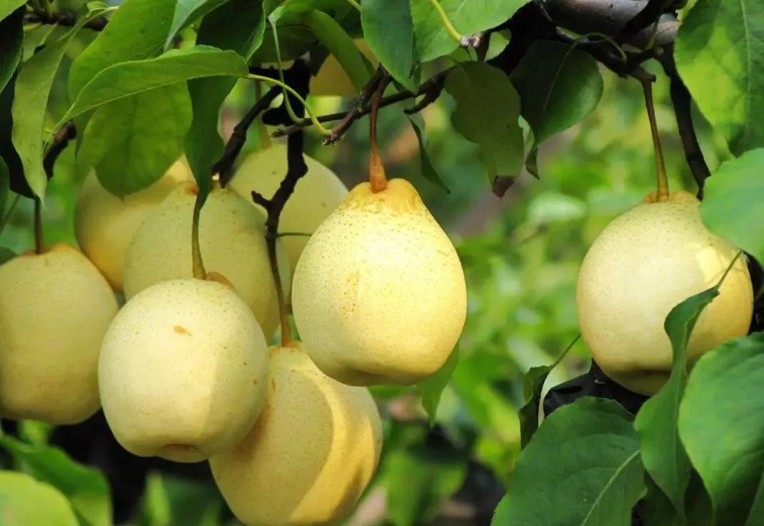 晋州和石家庄是一个城市吗,石家庄东南方向有哪些城市