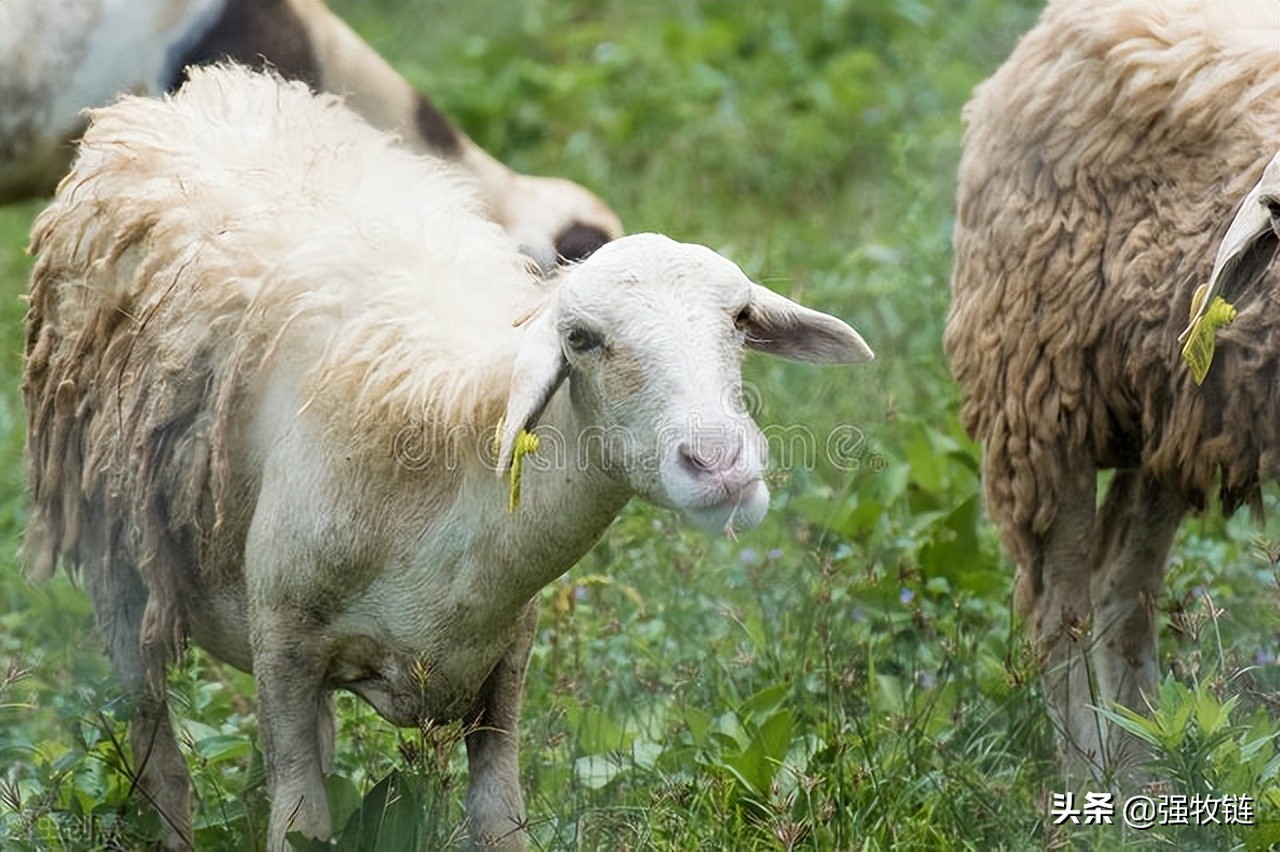 羊偷吃玉米多了怎么治疗,羊偷吃饲料胀气