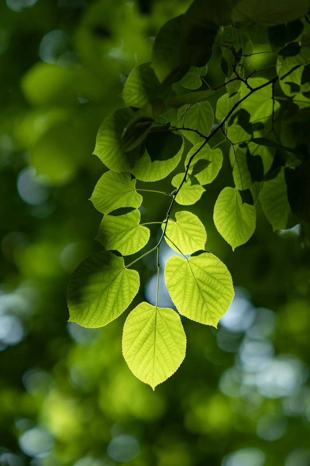 “树”说你的故事|南京椴：承载南京风情文化的乡土树种