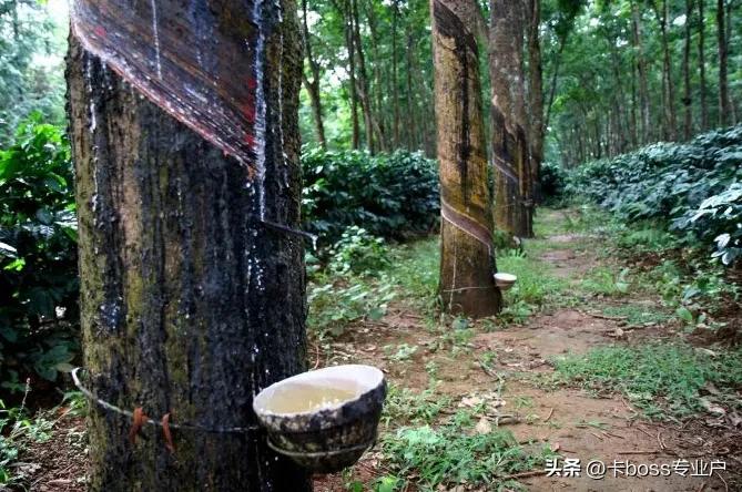 云南西双版纳旅游景点图片大全,西双版纳旅游攻略必去景点地图