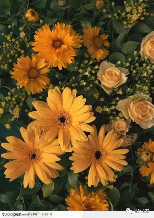 驻外人的“花花世界”——且看菜园变花园