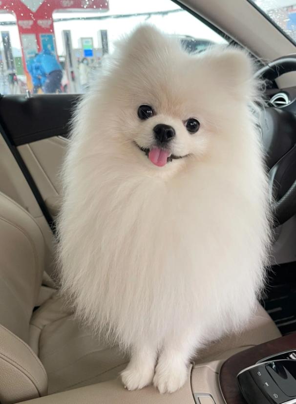 家庭养小型犬养什么品种好,短嘴巴大眼睛小型犬有多少品种