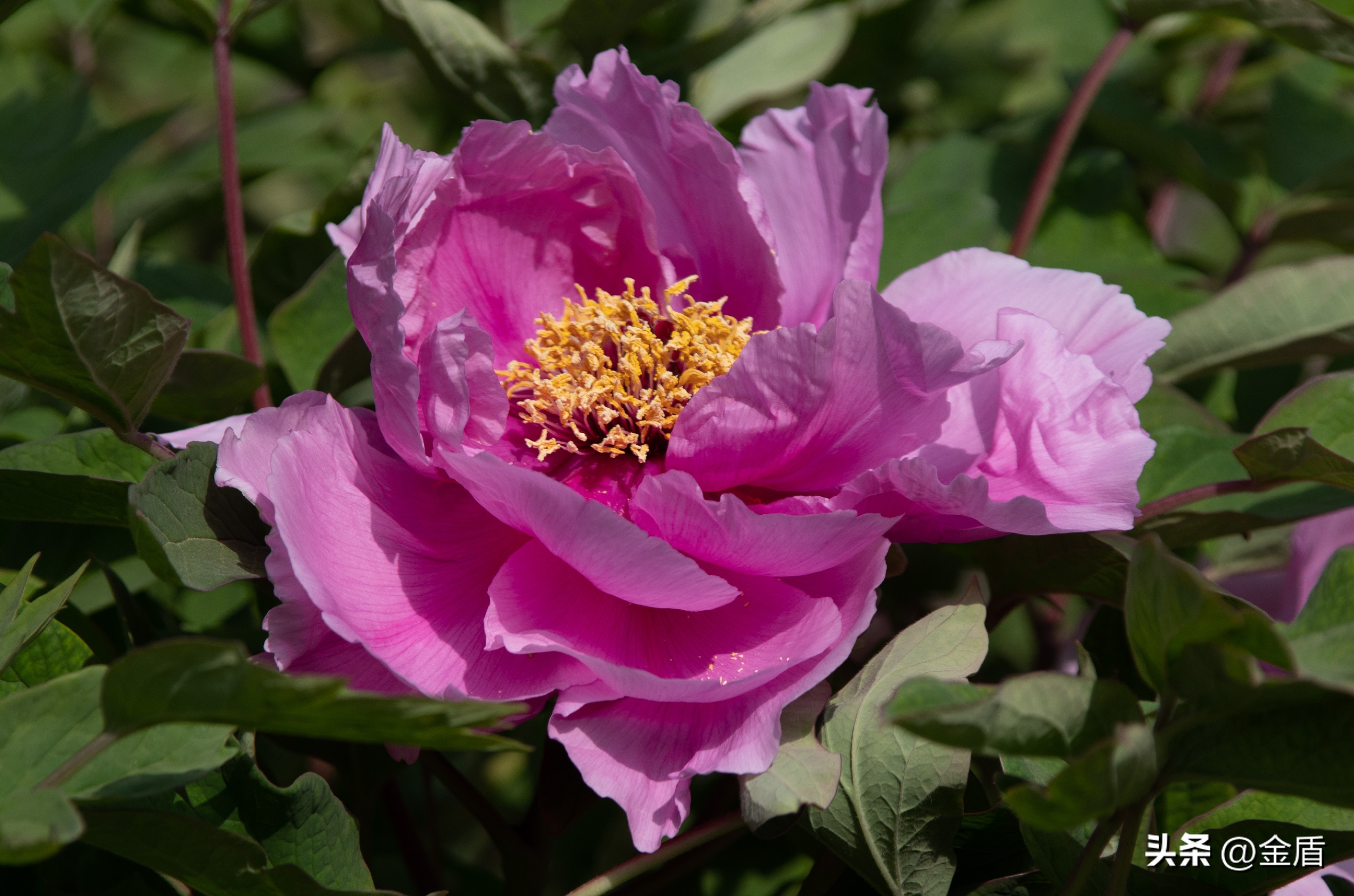牡丹放在人面前人们会说雍容华贵,雍容华贵的国之牡丹惊艳了世界
