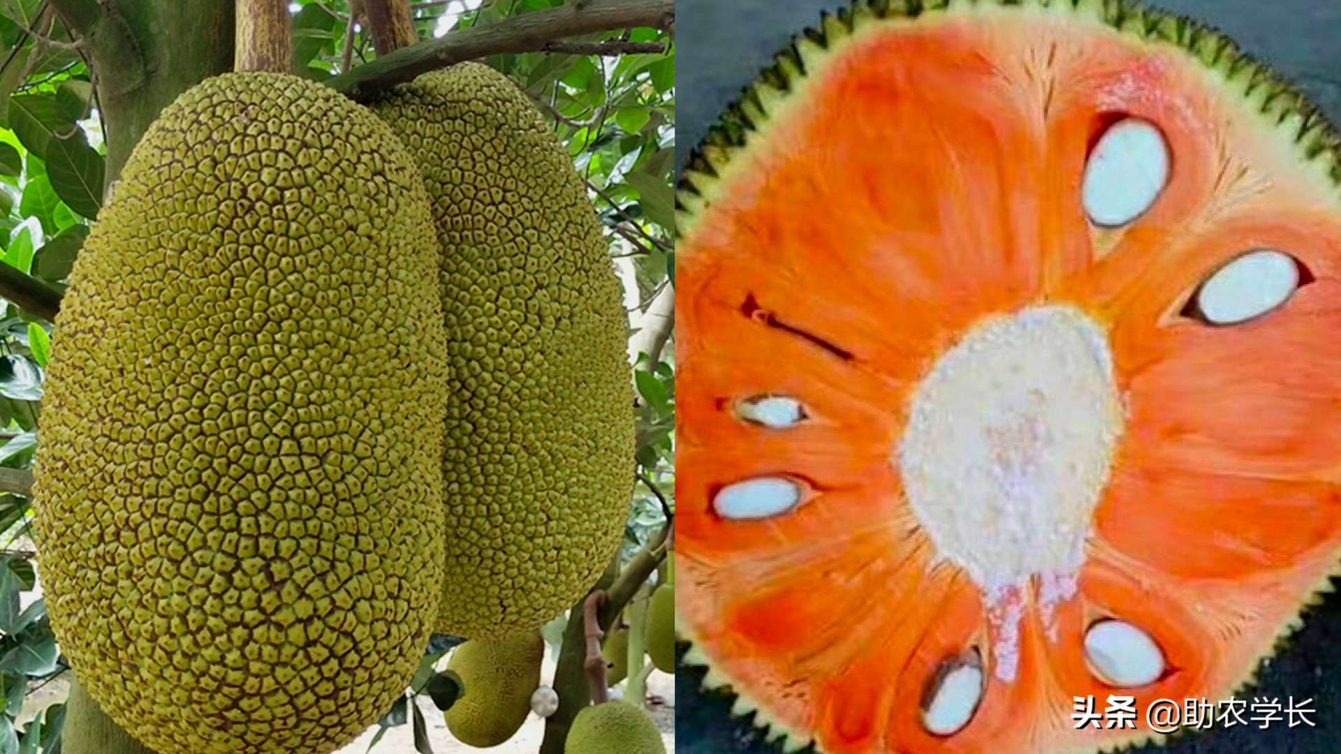 无土栽培菠萝蜜种,菠萝蜜枝条生根种植法