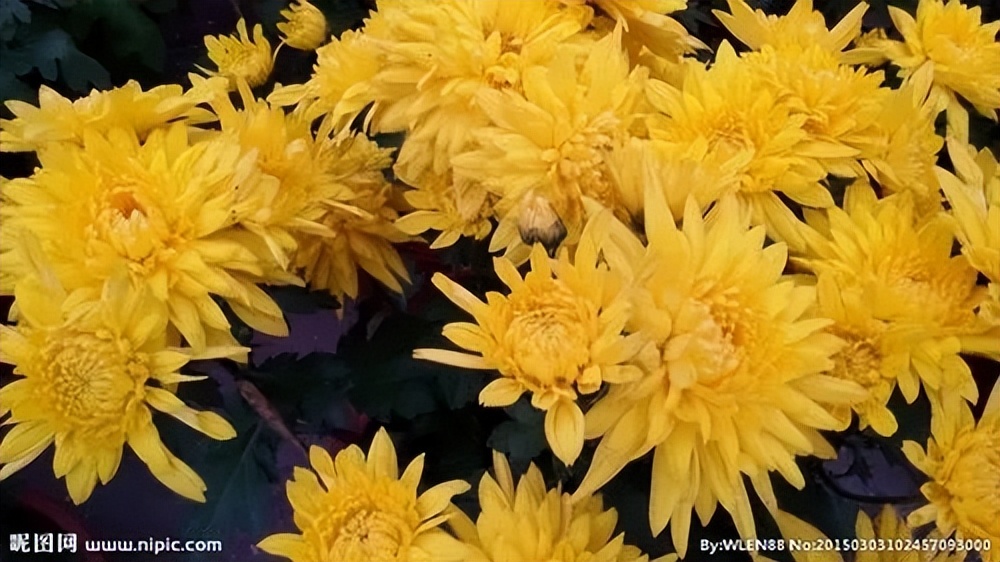 古代菊花酒配方,菊花酒酿造技艺的参考文献