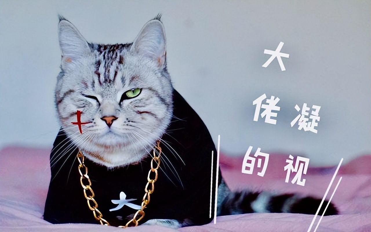 脾气比较暴躁的几种猫新手不要养,猫咪最怕的几种猫