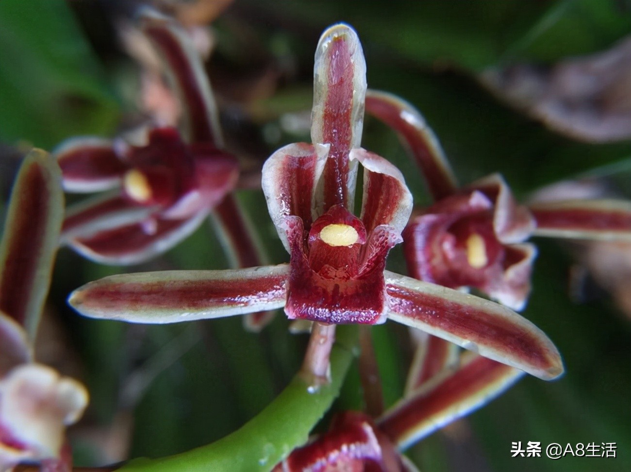 带你认识中华兰花纹瓣兰,顶级纹瓣兰图片