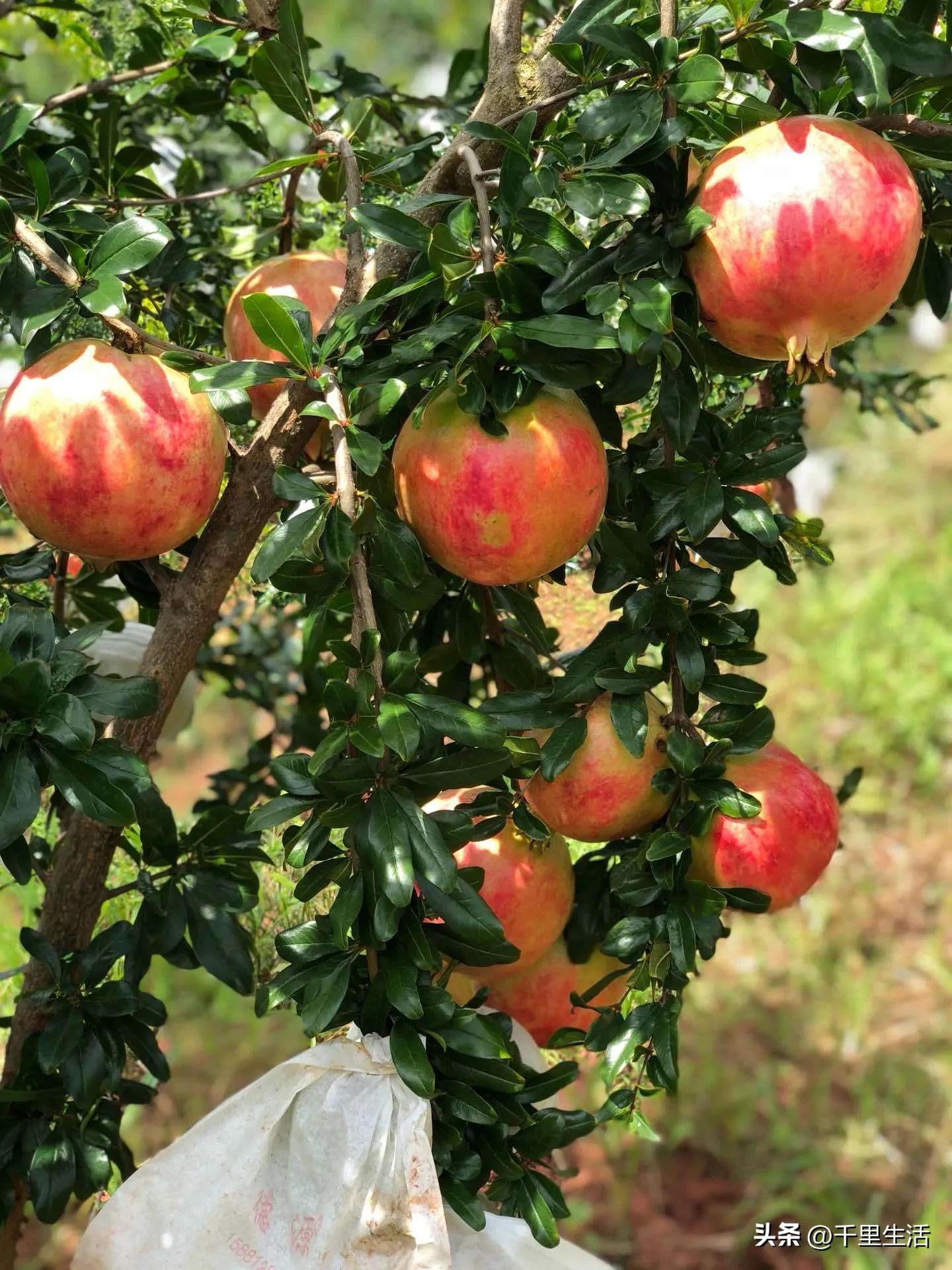 突尼斯软籽石榴超级好吃,突尼斯软籽石榴不用吐籽就能吃