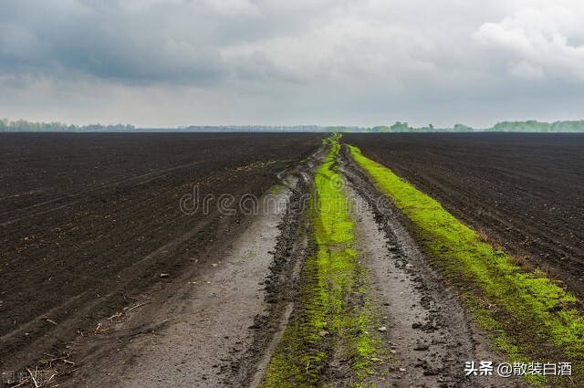 跳梁小丑还是众望所归？泽连斯基：从喜剧演员到乌克兰总统