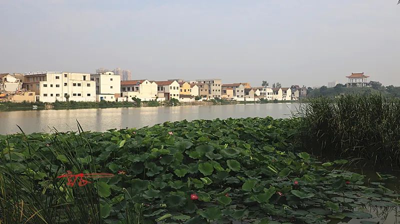 淮阳荷花节什么时间最好看,淮阳看荷花节开幕