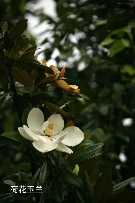 100种花草图片欣赏,50种花草图片大全