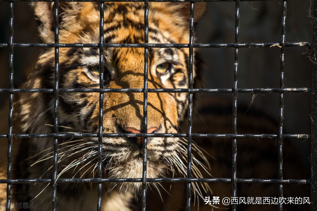 连载#一只大猫的奋斗#用大家的命做赌注,玻璃眼露出凶残的本性