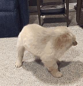 边牧和金毛哪个更适合养,金毛和边牧哪个更听话好养