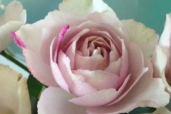 常见切花月季一览（40）（接上期）