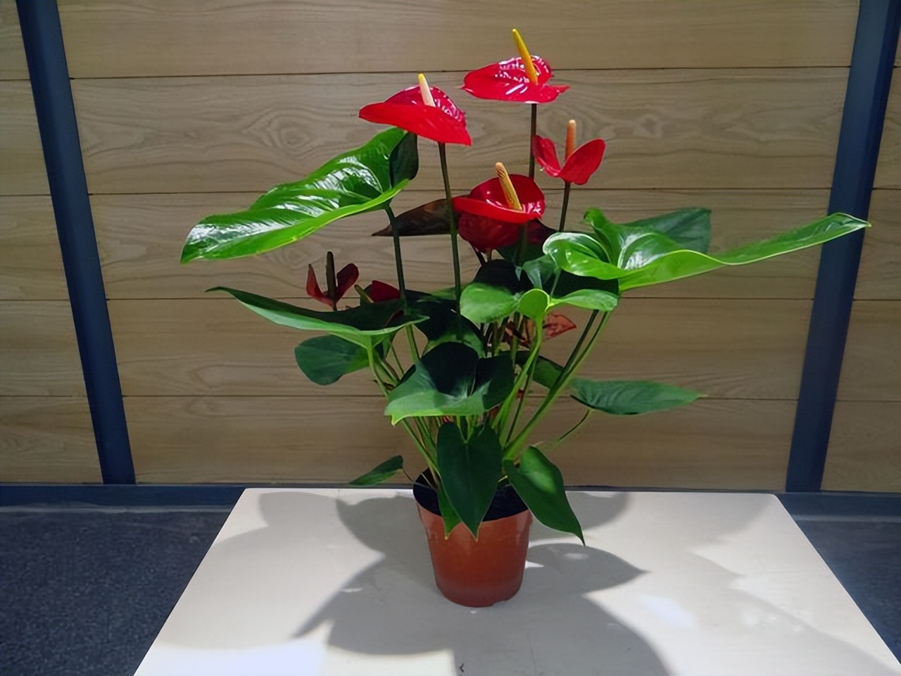 花卉养殖的技巧室内养什么花最好,什么大型花卉比较耐阴又好养