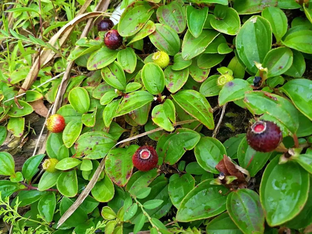 农村常见野生植物你都认识吗,农村常见植物野果