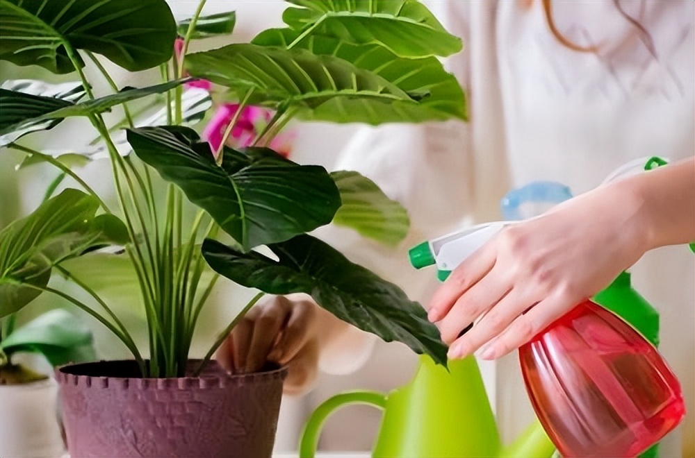 盆栽叶子发黄怎么解决,小盆栽叶子发黄处理方法