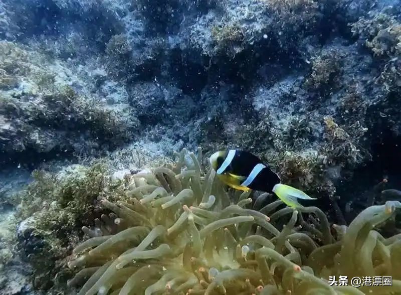 在香港还有人没潜过水？那你一定要看