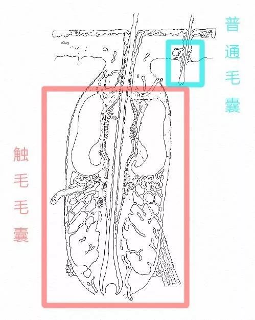 把猫的胡子剪了它会怪你吗,猫猫的胡子有什么作用