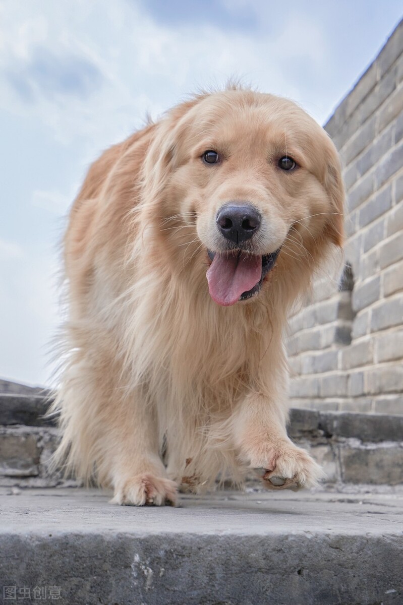 大型犬髋关节疾病,小型犬髋关节有问题怎么治疗
